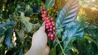 Hand picking red Arabica coffee beans on coffee tree